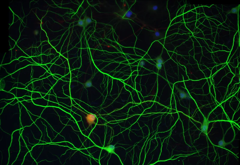 Dynamic Content Image